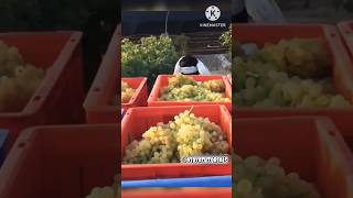 अंगूर से कैसे करते है लाखों की कमाई   grapes  grape [upl. by Haiel566]