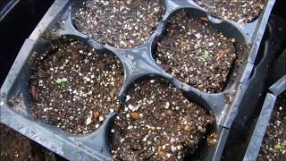 How To Grow Strawberries From Seed Strawberry Seedlings Update How To Germinate Strawberry Seeds [upl. by Siegfried554]