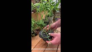 How to grow Corkscrew Rush Juncus effusus cv Spiralis [upl. by Anauqahc645]