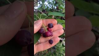 Why the Serviceberry is one of my favorite fruit trees ever UrbanGardener ￼￼ [upl. by Adriana591]