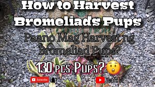 How to Harvest Bromeliad Pups  Paano mag Harvest ng Bromeliad PupsWith games to win Bromeliads [upl. by Durst865]