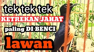 KETREKAN EMOSI MURAI BATU  pancingan murai batu cepat bongkar isian [upl. by Peria]