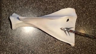 2015 Ramcat Broadhead Front Shoulder Shot ReviewIn Field and While Butchering [upl. by Opiuuk576]