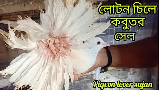 Indian fancy kobutor loton pigeon kabutar fancypigeon [upl. by Ylreveb817]