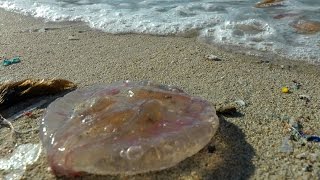 Spain Balearic Island Ibiza  west coast  dead stinging jellyfishes on beach of Cala Vadella [upl. by Spitzer142]