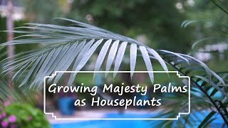 How to Grow Majesty Palms  Majesty Palm Care  Ravenea rivularis [upl. by Charron]