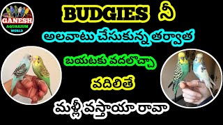 budgies నీ అలవాటు చేసుకున్న తర్వాత బయటకు వదలొచ్చా వదిలితే మళ్లీ వస్తాయా రావా [upl. by Wendt]