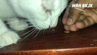 How I feed my 🐈 cat  MRH BKJK [upl. by Nnave]