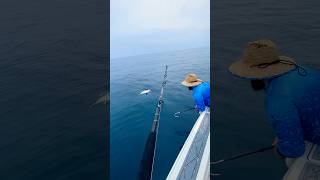 Gaffing a Blackfin Tuna Swing and a miss tuna saltlife [upl. by Shaffer]