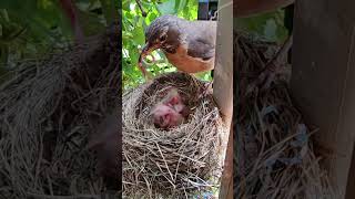 American Robin Nest Journey from Egg to Empty Nest 🐣🧡 [upl. by Akenehs]