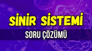 SİNİR SİSTEMİ SORU ÇÖZÜMÜ l Seda Hoca Biyoloji ayt2024 [upl. by Anitsirc]