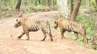 Two tigers fight over tigress in Tadoba TATR Original video by Saurabh Kurve 01072019 [upl. by Llebpmac]