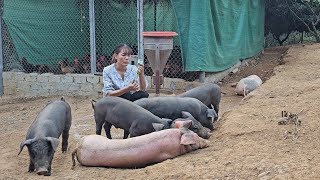 Pig farming disease spread farmers suffered heavy losses  Ep 216 [upl. by Murry503]