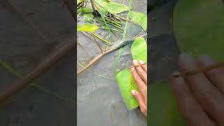 মাছ ধরার দারুণ দৃশ youtube nature fish fishing [upl. by Pavier]