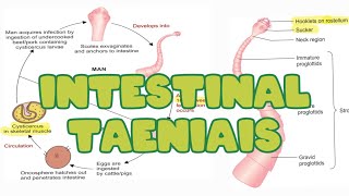 Intestinal Taeniais  Taenia solium  Taenia saginata Life cycle  Lab diagnosis [upl. by Ellerrehc]