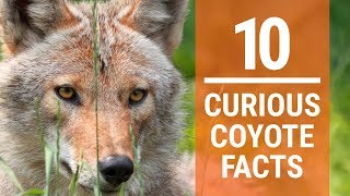 10 Curious Coyote Facts [upl. by Fang866]