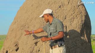 WHY DO TERMITES BUILD THE MOUND [upl. by Akenn]