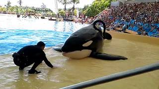 Keto in the slow segment of Orca Ocean at Loro Parque on August 12 2017 [upl. by Amihc]