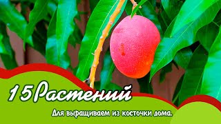 Какие растения можно вырастить из косточки в домашних условиях [upl. by Bellis]