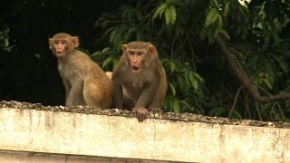 Indias monkey men keep marauding macaques at bay [upl. by Orenid]