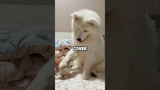 Dog Protects Kitten from Being Scolded by Owner ❤ [upl. by Manella439]