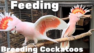 What to Feed Cockatoos when Breeding  Galah Cockatoo  Major Mitchell Cockatoo [upl. by Haon239]