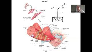 Muscle contraction  Sliding filaments theory  Muscle tissue physiology [upl. by Blandina153]