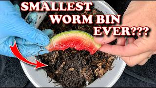 I Created A Micro Worm Bin for FreeWorms Too  Vermicompost Worm Farm [upl. by Eizdnil920]