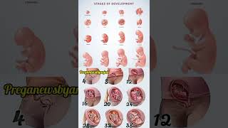 Stages of Fetal Development in mother womb week by week pregnancy ♥️🤰shorts pregnancy motherwomb [upl. by Ronym]