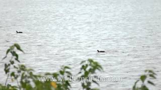 Coots at Darna gravity dam reservoir Maharashtra [upl. by Naret]