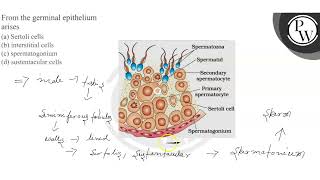 From the germinal epithelium arises a Sertoli cells b interstit [upl. by Baggett732]