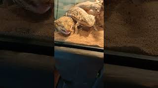 Bearded dragons eating beardeddragon lizard worms [upl. by Daley]