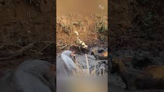 A Tense Encounter The Hippo Wild Dogs and the Trapped Impala [upl. by Ahsemed]