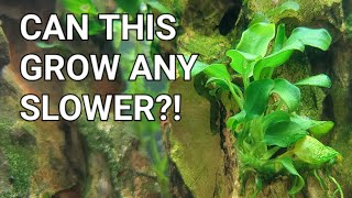 Anubias Care Guide  The Best Beginner Plant [upl. by Joseito]