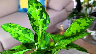 🙋AGLAONEMA PICTUM TRICOLOR y sus cuidados🙆💐👏🏻👏🏻👏🏻 [upl. by Clareta]