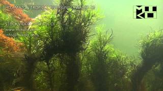 Amazon Tropical River Underwater Stock Video Footage 22 [upl. by Neveda880]