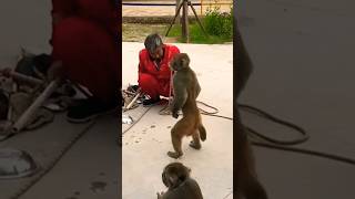 bandar ne khara ho dance shortvideo shorts monkey bandar funny [upl. by Carlick555]