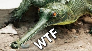 Shocking Facts about Gharial Crocodile 🐊petallure animals animalfacts animalknowledge [upl. by Irmine]