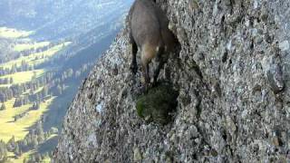 Steinbock auf dem Speer Kletterweg [upl. by Haukom]