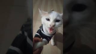 My cat doesnt like eating anymore and wants to sleep all the time😿 music song cat kittenmusic [upl. by Micco]