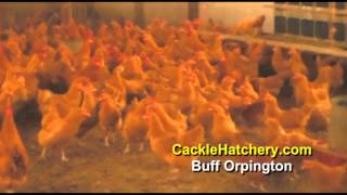 Buff Orpington Chicken Breed Breeder Flock  Cackle Hatchery [upl. by Therron]