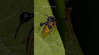 Ant Mimicking Treehopper  Cyphonia clavata [upl. by Olney]