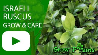 Israeli Ruscus  grow amp care Butcher’sbroom [upl. by Ailla]