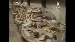 BBC Italianissimo Episode 9  A Caccia Di Funghi [upl. by Bertle673]