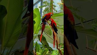 Scarlet Macaw Parrot taubatauba newsong rap KrishnaAviary [upl. by Nodyarg]