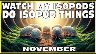 The Mysterious World Of My Isopods November Isopod House 4K [upl. by Selohcin]