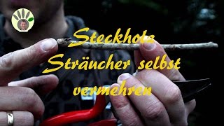 Steckholz selber machen  Strauch Busch Johannisbeere Stachelbeere vermehren [upl. by Evelinn724]