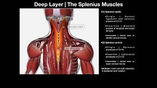 True Back Muscles  The Splenius amp Erector Spinae Groups [upl. by Ioj]