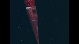 Deep sea squid has one big eye and one little eye [upl. by Aisak]