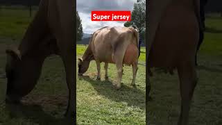 Super jersey milk machine usa🇺🇸 brazil🇧🇷 cow dairyfarm bull animals farm farmanimals [upl. by Miranda]